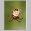 Zilla diodia - Zwergradnetzspinne 01.jpg